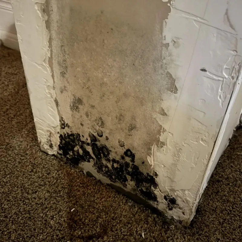 Professional Mold Removal in Gulfport, MS